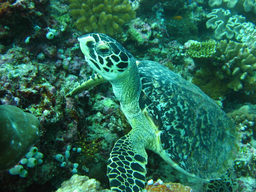 Whale Shark Inn Maamigili Island Exterior photo